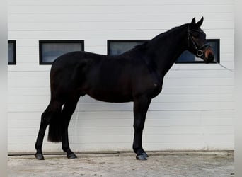 Belgian Sport Horse, Gelding, 5 years, 16 hh, Bay-Dark