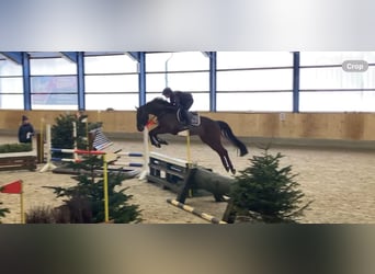 Belgian Sport Horse, Gelding, 5 years, 16 hh, Brown