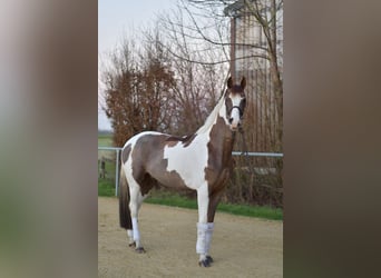 Belgian Sport Horse, Gelding, 5 years, 16 hh