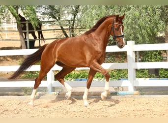 Belgian Sport Horse, Gelding, 5 years, 16,2 hh, Chestnut
