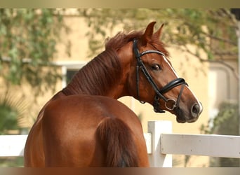 Belgian Sport Horse, Gelding, 5 years, 16,2 hh, Chestnut