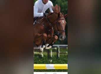 Belgian Sport Horse, Gelding, 5 years, 16,2 hh, Chestnut-Red