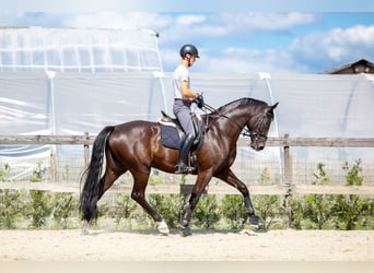 Belgian Sport Horse, Gelding, 5 years, 17.1 hh, Smoky-Black
