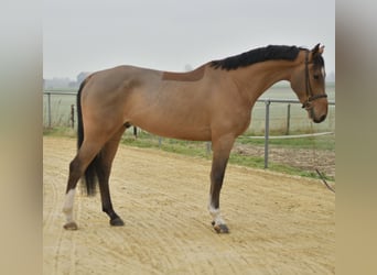 Belgian Sport Horse, Gelding, 5 years, 17 hh, Brown-Light