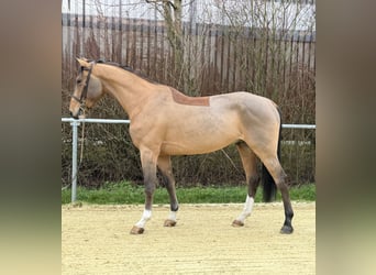 Belgian Sport Horse, Gelding, 5 years, 17 hh, Brown-Light