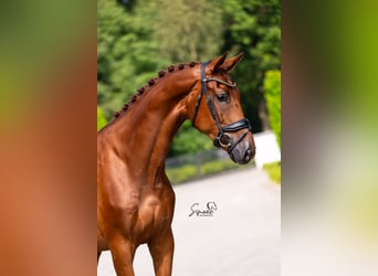 Belgian Sport Horse, Gelding, 5 years, 17 hh, Chestnut