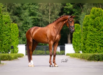 Belgian Sport Horse, Gelding, 5 years, 17 hh, Chestnut