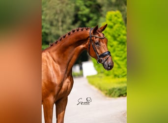 Belgian Sport Horse, Gelding, 5 years, 17 hh, Chestnut