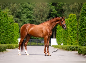 Belgian Sport Horse, Gelding, 5 years, 17 hh, Chestnut