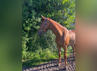 Belgian Sport Horse, Gelding, 5 years, 17 hh, Chestnut-Red