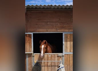 Belgian Sport Horse, Gelding, 5 years, 17,1 hh, Chestnut-Red