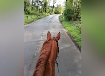 Belgian Sport Horse, Gelding, 6 years, 16,1 hh, Chestnut-Red