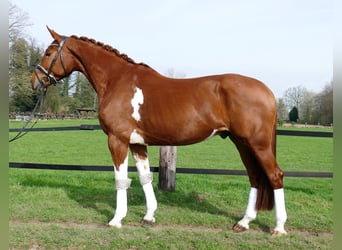 Belgian Sport Horse, Gelding, 6 years, 16,1 hh, Chestnut-Red