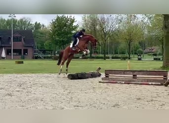 Belgian Sport Horse, Gelding, 6 years, 16,1 hh, Chestnut-Red