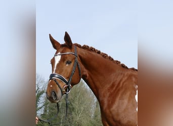 Belgian Sport Horse, Gelding, 6 years, 16,1 hh, Chestnut-Red