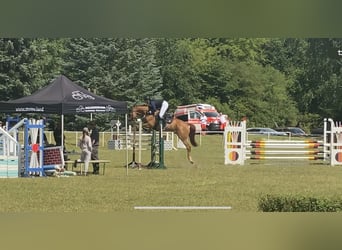 Belgian Sport Horse, Gelding, 6 years, 16,1 hh, Chestnut-Red