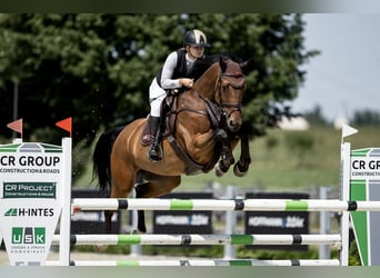 Belgian Sport Horse, Gelding, 6 years, 16.3 hh, Bay