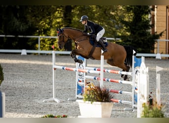 Belgian Sport Horse, Gelding, 6 years, 16.3 hh, Bay