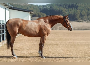 Belgian Sport Horse, Gelding, 6 years, 16,2 hh, Brown