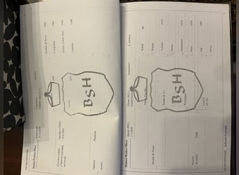 Belgian Sport Horse, Gelding, 6 years, 16,2 hh, Brown