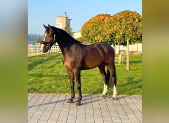 Belgian Sport Horse, Gelding, 6 years, 16,2 hh, Smoky-Black