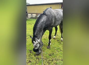 Belgian Sport Horse, Gelding, 6 years, 16,3 hh, Grey-Dark-Tan