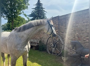 Belgian Sport Horse, Gelding, 6 years, 17 hh, Gray