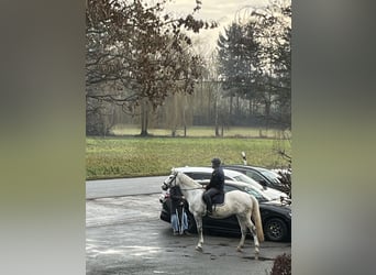 Belgian Sport Horse, Gelding, 7 years, 16.1 hh, Grey
