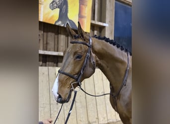 Belgian Sport Horse, Gelding, 7 years, 16,1 hh, Brown
