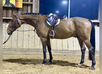Belgian Sport Horse, Gelding, 7 years, 16,1 hh, Brown