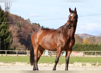 Belgian Sport Horse, Gelding, 7 years, 16,2 hh, Brown