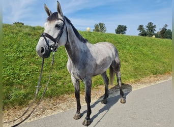 Belgian Sport Horse, Gelding, 7 years, 17 hh, Gray