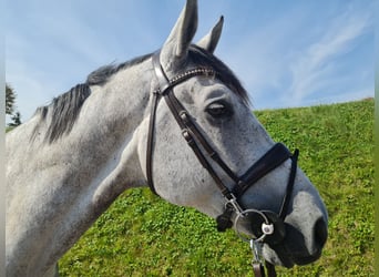 Belgian Sport Horse, Gelding, 7 years, 17 hh, Gray