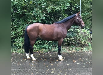 Belgian Sport Horse, Gelding, 7 years