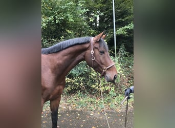 Belgian Sport Horse, Gelding, 7 years