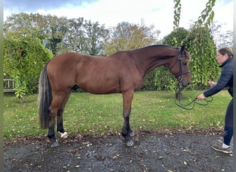 Belgian Sport Horse, Gelding, 8 years, 16,2 hh, Brown