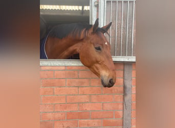 Belgian Sport Horse, Gelding, 8 years, 16,2 hh, Brown