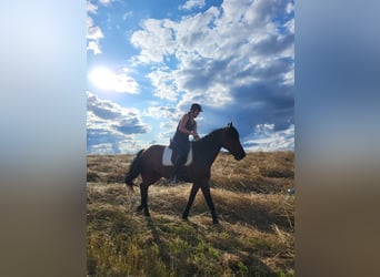 Belgian Sport Horse, Gelding, 8 years, 16 hh, Brown