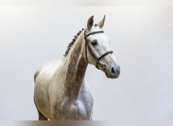 Belgian Sport Horse, Gelding, 8 years, 16,1 hh, Grey