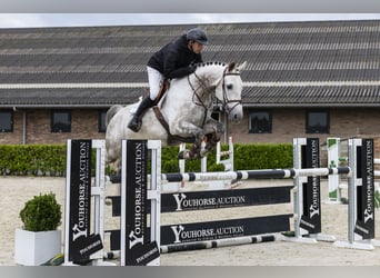 Belgian Sport Horse, Gelding, 8 years, 16,1 hh, Grey