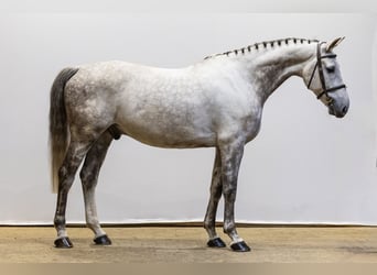 Belgian Sport Horse, Gelding, 8 years, 16,1 hh, Grey
