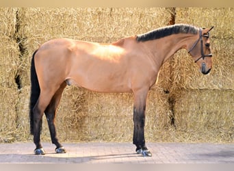 Belgian Sport Horse, Gelding, 8 years, 16,2 hh, Bay