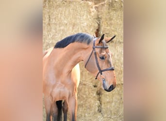 Belgian Sport Horse, Gelding, 8 years, 16,2 hh, Bay
