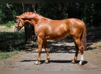 Belgian Sport Horse, Gelding, 8 years, 16,3 hh, Chestnut-Red