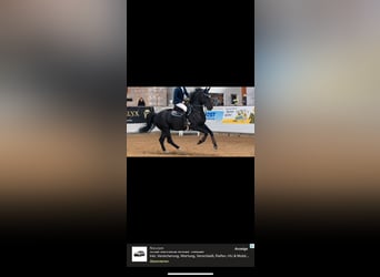 Belgian Sport Horse, Gelding, 9 years, 17.2 hh, Black