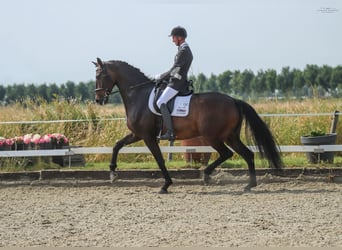 Belgian Sport Horse, Gelding, 9 years, 17 hh, Bay-Dark