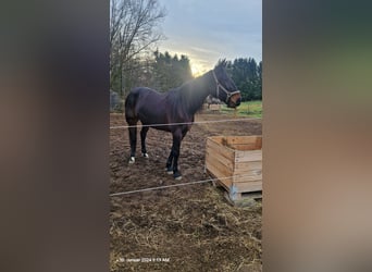 Belgian Sport Horse, Mare, 10 years, 15.2 hh, Bay-Dark