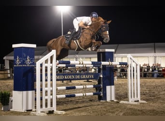 Belgian Sport Horse, Mare, 10 years, 15,2 hh, Chestnut-Red