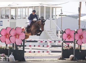 Belgian Sport Horse, Mare, 10 years, 16.1 hh, Bay