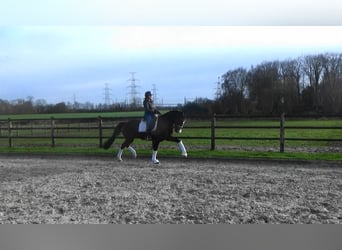 Belgian Sport Horse, Mare, 10 years, 16,1 hh, Brown